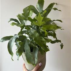 Blue Star Fern - Phlebodium Aureum