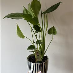 Cheese Plant - Monstera Deliciosa