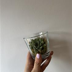 Trio of Succulents 