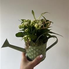 Mixed Planted Watering Can