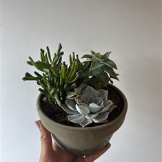 Succulent Planter