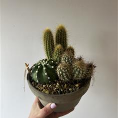 Cactus Planter