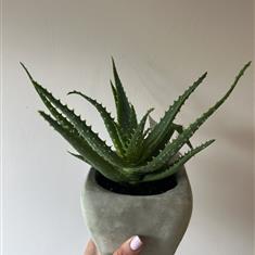 Aloe Arborescens