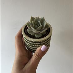 Trio of Planted Succulents 