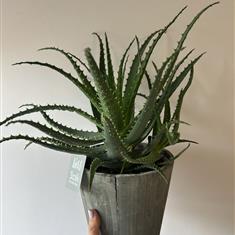 Large Aloe Arborescens